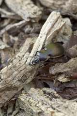 Beetle (Carabus nemoralis). Allindelille Fredskov  Denmark in June