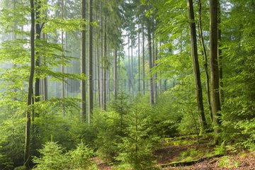 Forest on misty morning  Spessart  Bavaria  Germany  Europe