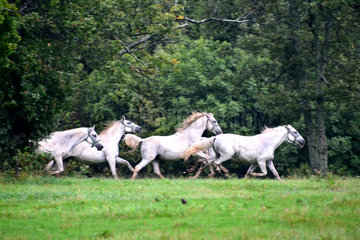 Lipizzaner horses in meadow - Slovenia Lipica National Stud