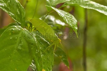 Tropical leaf Grasshopper - Kaw Mountain - French Guiana
