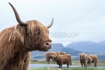 Highland cow on the road between Elgon and Torrin - Isle of Skye