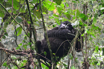 Young Mountain gorilla eating bark - Bwindi Uganda