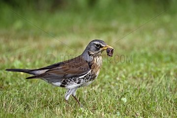 Fieldfare (Turdus pilaris)  capturing worms to feed her young