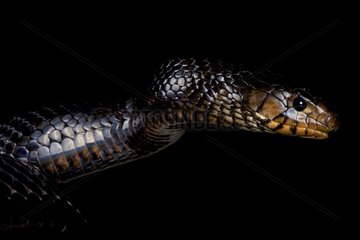 Eastern indigo snake (Drymarchon couperi)  United States