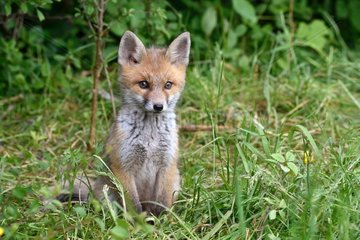 Red fox  cub near the forest meadow