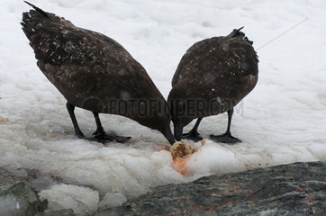 Brown skuas eating Penguin egg - Antarctic Peninsula