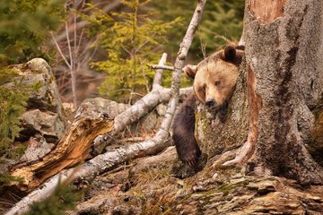 Brown bear (Ursus arctos)  Bavarian Forest National Park  Germany