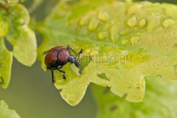 Oak leaf-roller weevil (Attelabus nitens) on Oak leaf. Molslaboratoriet  Denmark in June