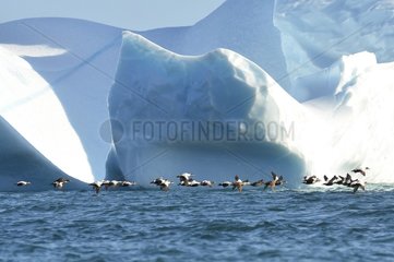 Denmark. Greenland. West coast. Eiders flying among the icebergs.