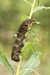 Elephant Hawk-moth (Deilephila elpenor) larva in plant. Sweden in August