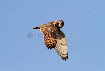Short-eared Owl (Asio flammeus)   wintering in Vendée marsh Poitevin  France