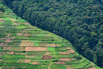 Hill cultivated - Bwindi National Park Uganda