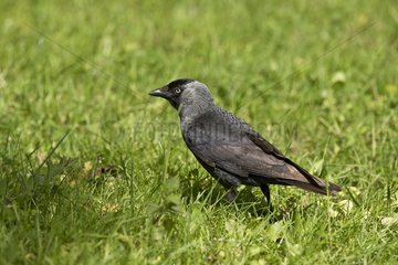 Jackdaw (Corvus monedula) on grass. Skånes Dyrepark  Sweden in June