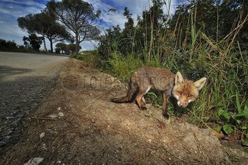 Red fox roadside
