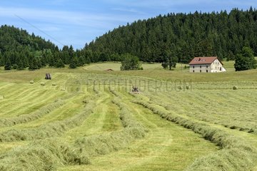 Haymaking in the Jura region of Lamoura   France