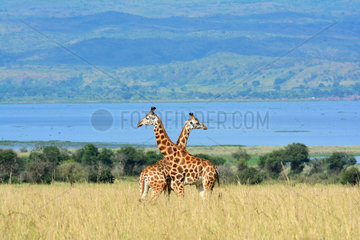 Giraffes displaying in the savanna - Murchison Falls Uganda