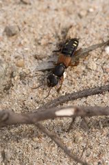 Rove Beetle (Staphylinus erythropterus). Melby Overdrev  Denmark in May