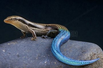 Gran Canaria blue-tailed skink (Chalcides sexlineatus)  Gran Canaria island  Canary islands  Spain