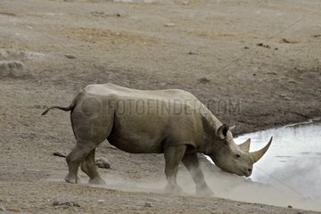 Black Rhinoceros coming to drink from a water point.