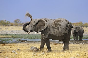 African Bush Elephant (Loxodonta africana) taking a dust bath  Namibia