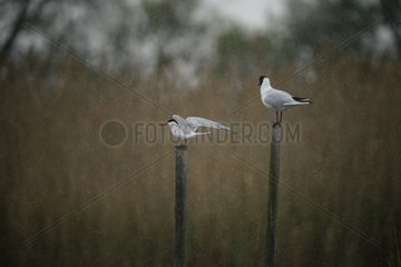Common Tern (Sterna hirundo) on stakes  Cmargue  France