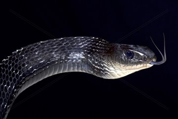 Keeled rat snake (Ptyas carinatus)  Indonesia