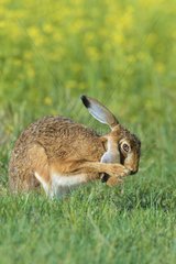 European Brown Hare (Lepus europaeus) grooming  Summer  Hesse  Germany  Europe