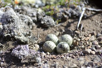 Denmark. Greenland. West coast. Disko Island. Nest with eggs of Ringed Plover on the beach of Qassigisat.