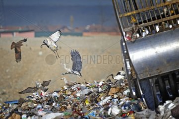 Running for food  Fighting for food  species that usually never fight for food  like herons and kites  challenge for food while compactor press waste before bury it
