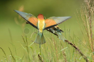 Parade of European Bee-eaters on a branch - France