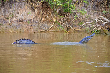 Jacare caiman marking his territory - Mato Grosso - Brazil