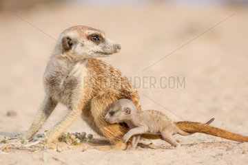 Meerkat with a very young pup - Kalahari South Africa