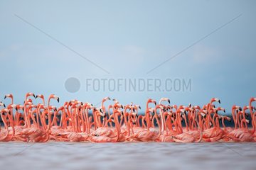 Caribbean Flamingo in lagoon. Rio Lagartos  Yucatan  Mexico