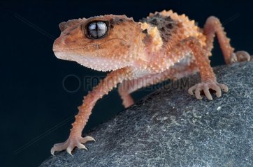 Banded rough knob-tailed gecko (Nephrurus wheeleri cinctus)  Australia