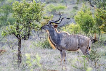 Greater kudu in Kruger National park  South Africa