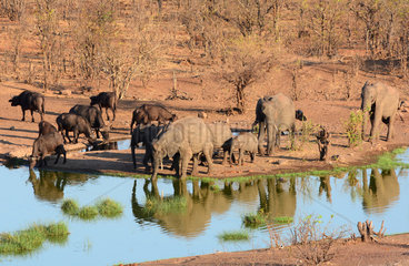 Elephants and Buffaloes at waterhole - Zimbabwe Hwange