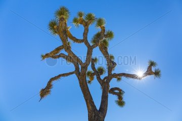 Yucca brevifolia  the Joshua tree  Joshua Tree National Park  California  USA