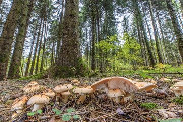 Poets wax caps (Hygrophorus poetarum). Beautiful mushroom after rain abundant in the Jura forest  but inedible ... France