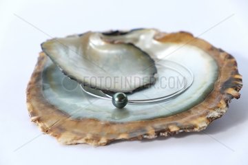 Tahitian black pearl jewel mounted in a shell