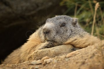 Portrait of Alpine Marmot (Marmota marmota)
