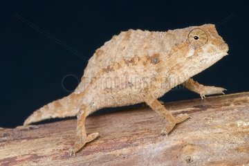 Bearded pygmy chameleon (Rieppeleon brevicaudatus)  Tanzania