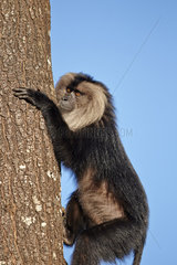 Male Lion-tailed Macaque on trunk - Nilgiris Hills India
