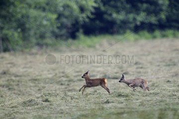 Young RoeDeer running in the hay Vosges France