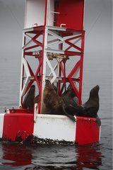 Steller sea lions resting on a marker buoy Alaska