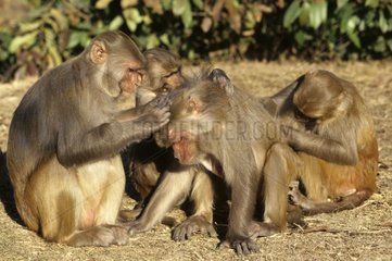 Séance de Grooming chez les Macaques Rhésus