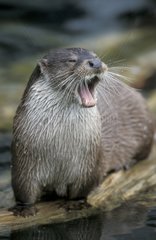 Europäischer Otter gähnen Deutschland