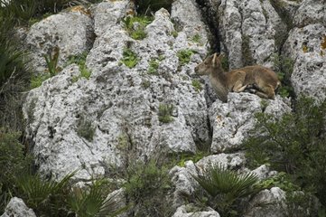 Spanish ibex lying down in the middle of the rocks