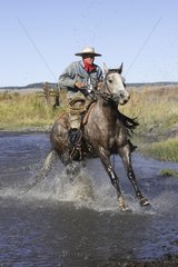 Cow-boy with horse which gallops in water Oregon the USA