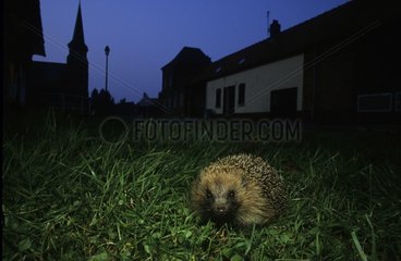 Hérisson la nuit dans un village Picardie France