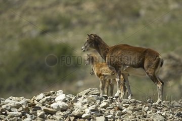 Weibliches Mouflon und seine beiden Kälber Mercantour NP